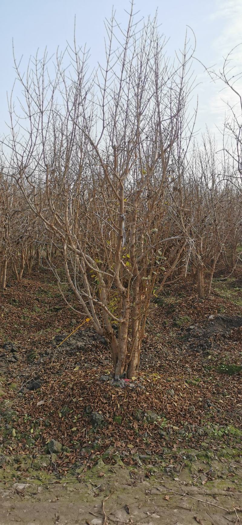 丛生石榴树自家基地直销各规格齐全量大从优欢迎选购