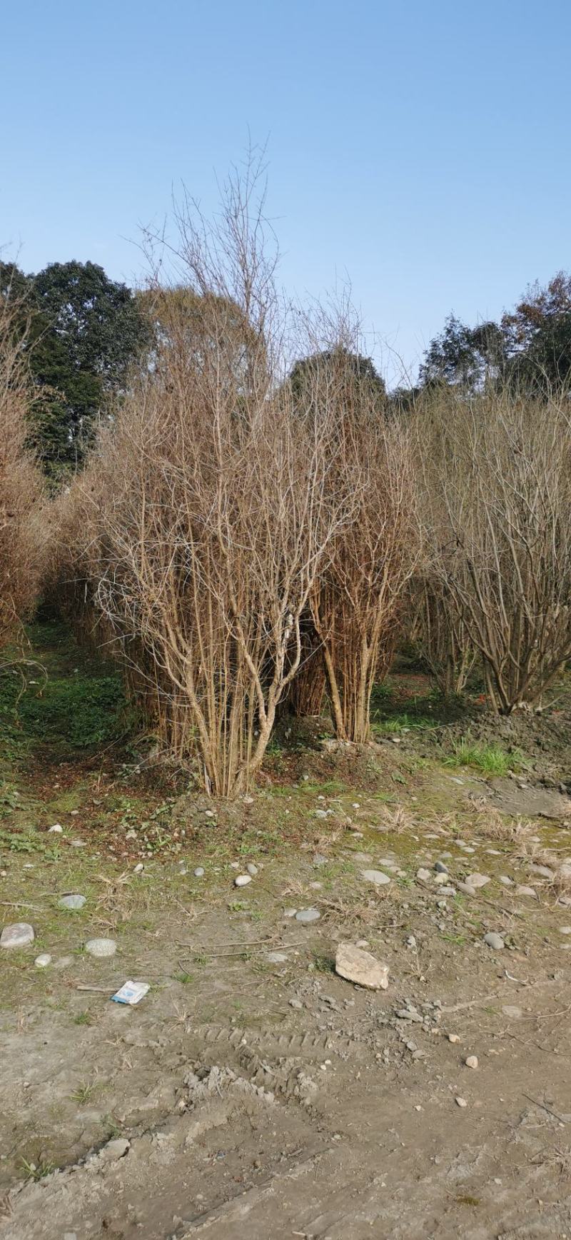 丛生石榴树自家基地直销各规格齐全量大从优欢迎选购