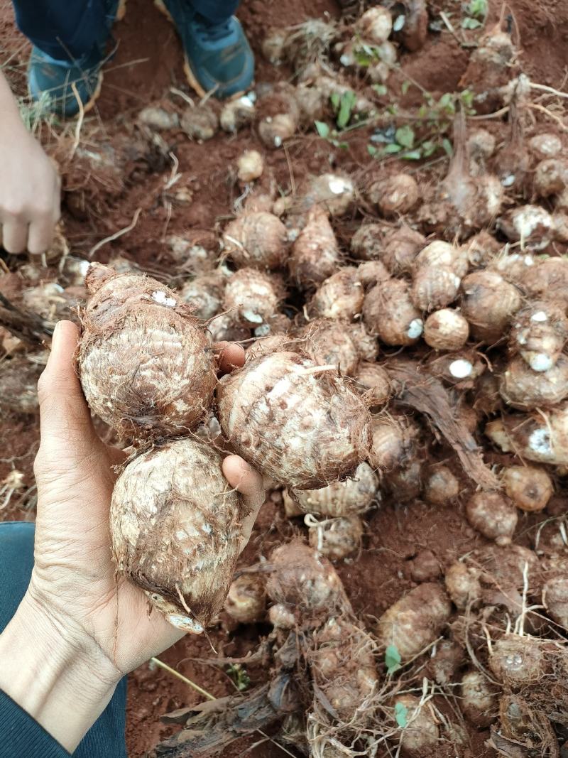 云南红土地芋头量大从优