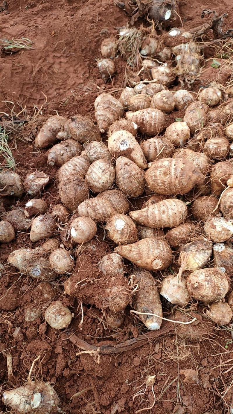 云南红土地芋头量大从优