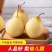 河北赵县精品鸭梨无坏果无黑心大量有货欢迎咨询
