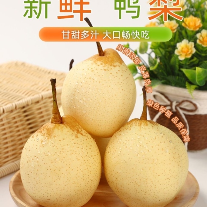 河北赵县精品鸭梨无坏果无黑心大量有货欢迎咨询