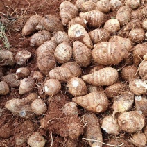 云南红土地芋头量大从优