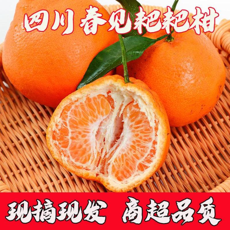 春见柑橘（耙耙柑）大量有货，基地直销一手货源量大从优