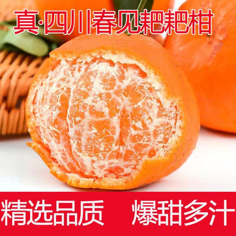 春见柑橘（耙耙柑）大量有货，基地直销一手货源量大从优