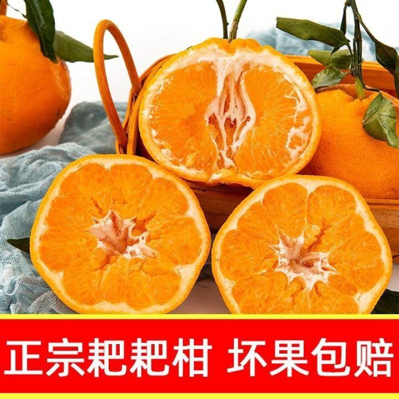 耙耙柑大量有货，基地直销一手货源量大从优，果园直销