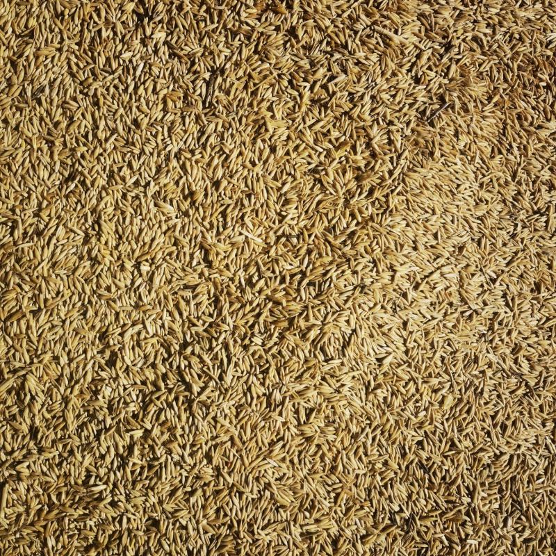 燕麦种子