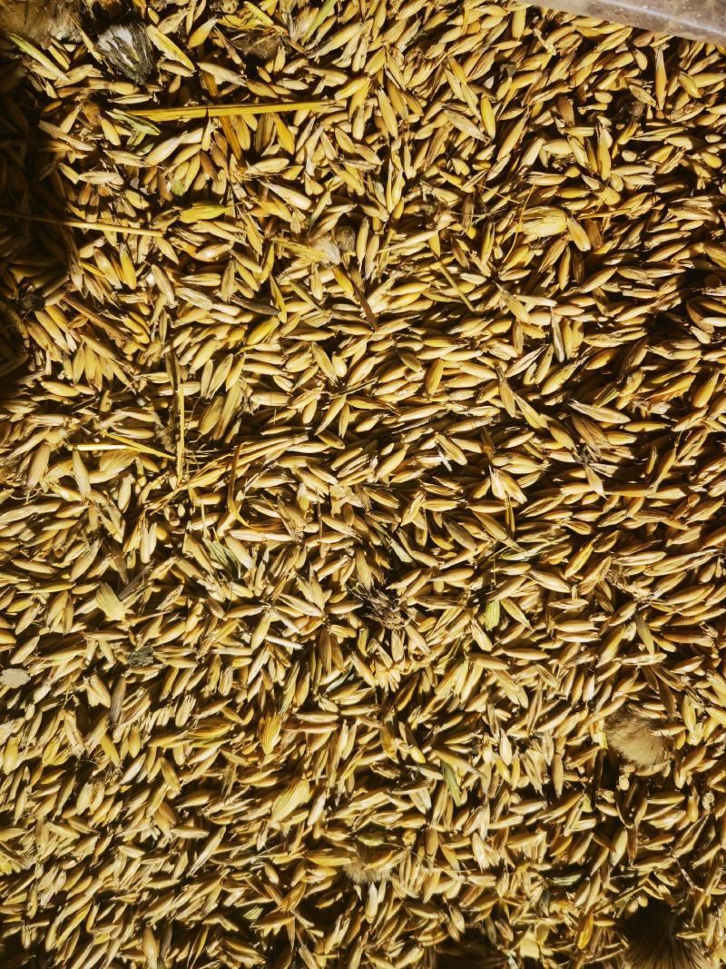燕麦种子