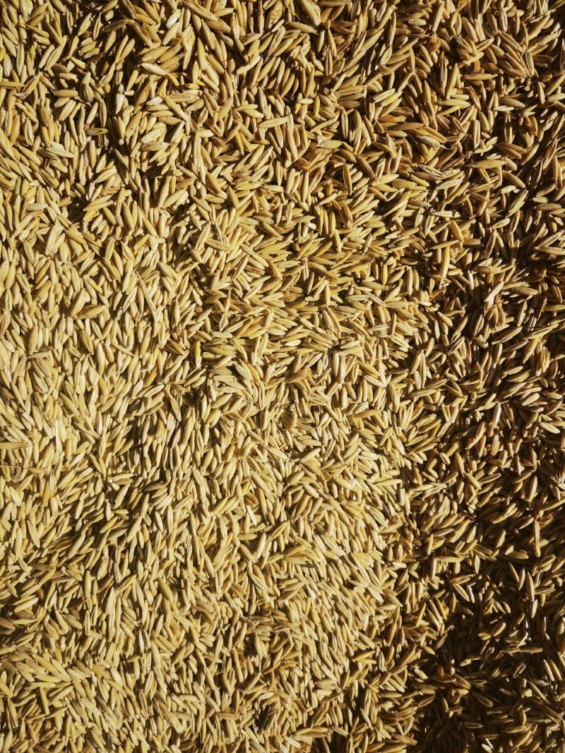 燕麦种子