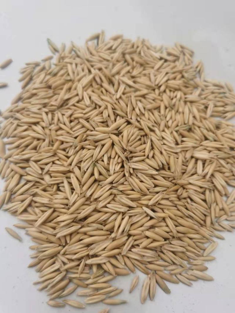 燕麦种子