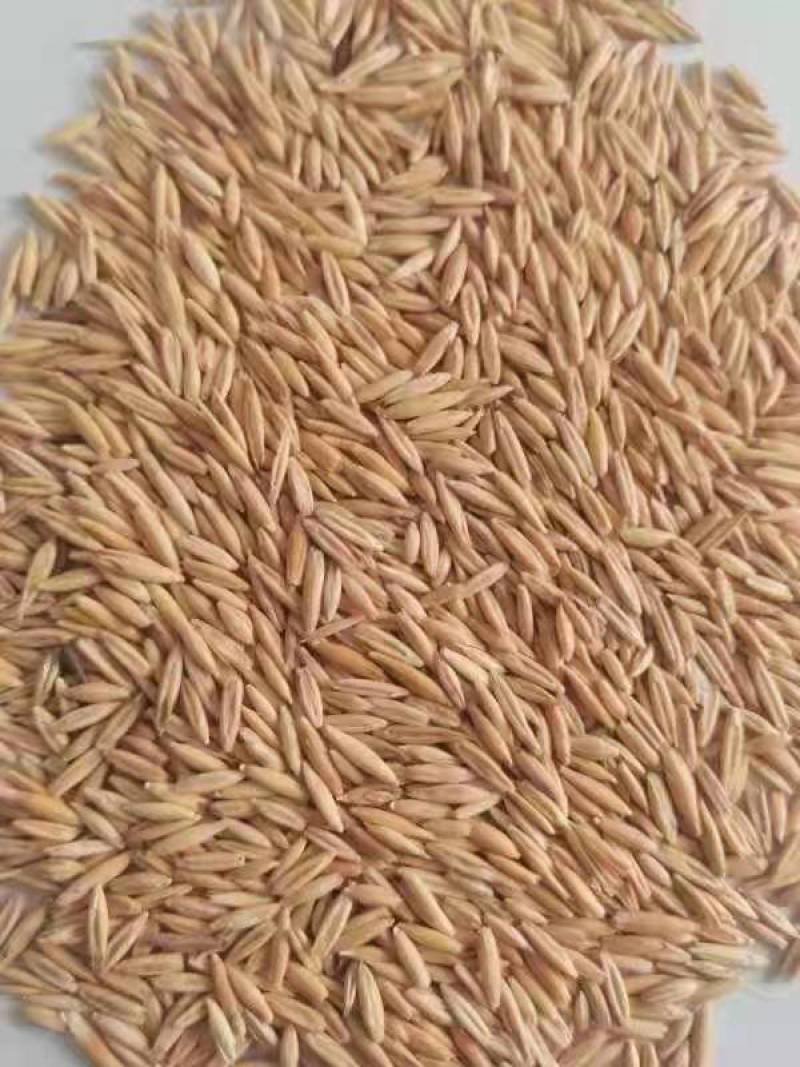 燕麦种子