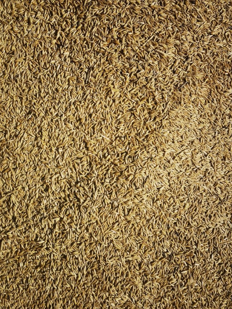 燕麦种子