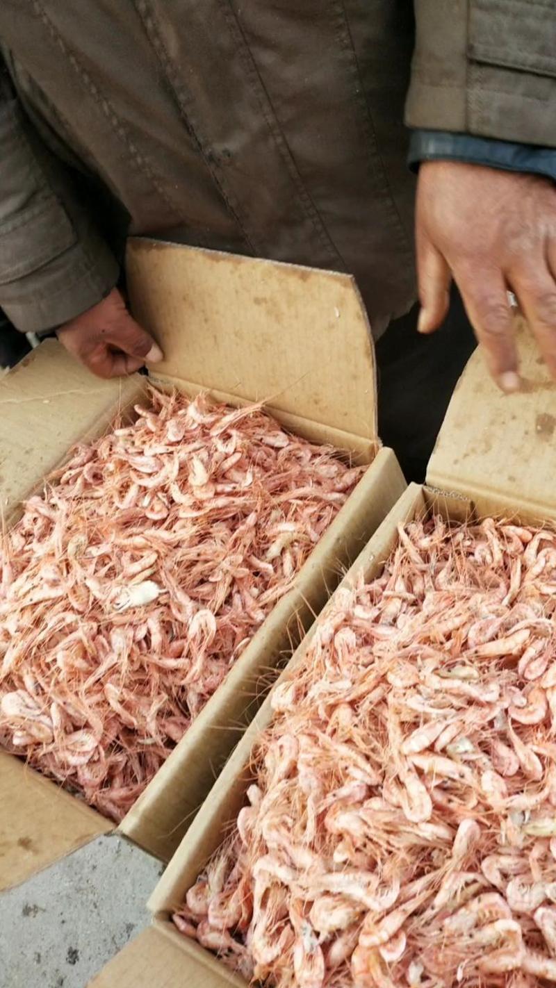 山东沾化大红虾大量到货产地直发质量有保证欢迎选购