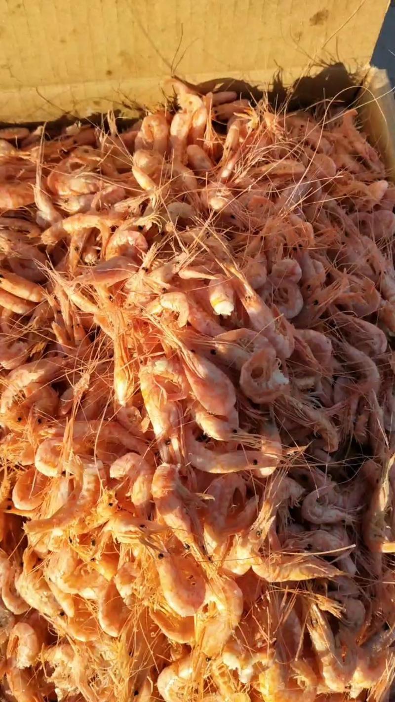 山东沾化大红虾大量到货产地直发质量有保证欢迎选购