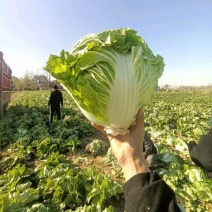 《冷库推荐》新乡小包东京鸡腿白菜电联视频诚信代办