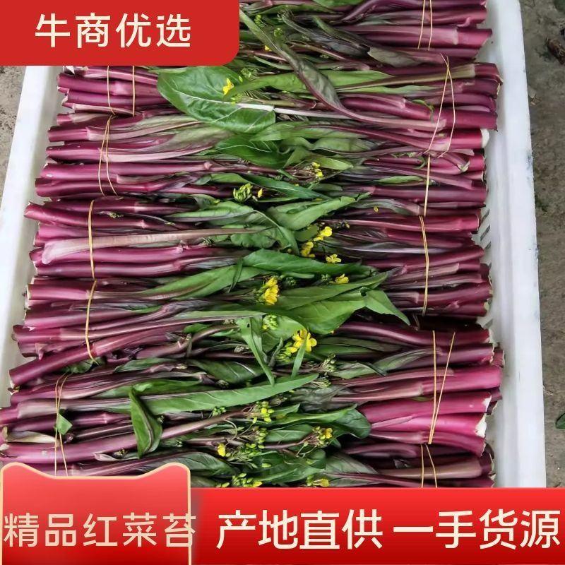 湖北红菜苔，精品红菜苔，新鲜的红菜苔支持全国发货
