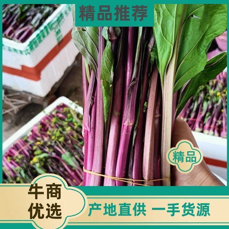 湖北孝感汉川精品红菜苔产地直供新鲜脆嫩欢迎采购