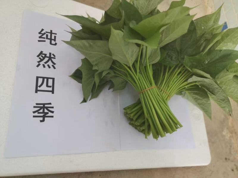 海南红薯叶地瓜叶航空直发常年供应货源稳定