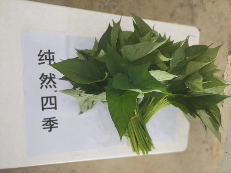 海南红薯叶地瓜叶航空直发常年供应货源稳定