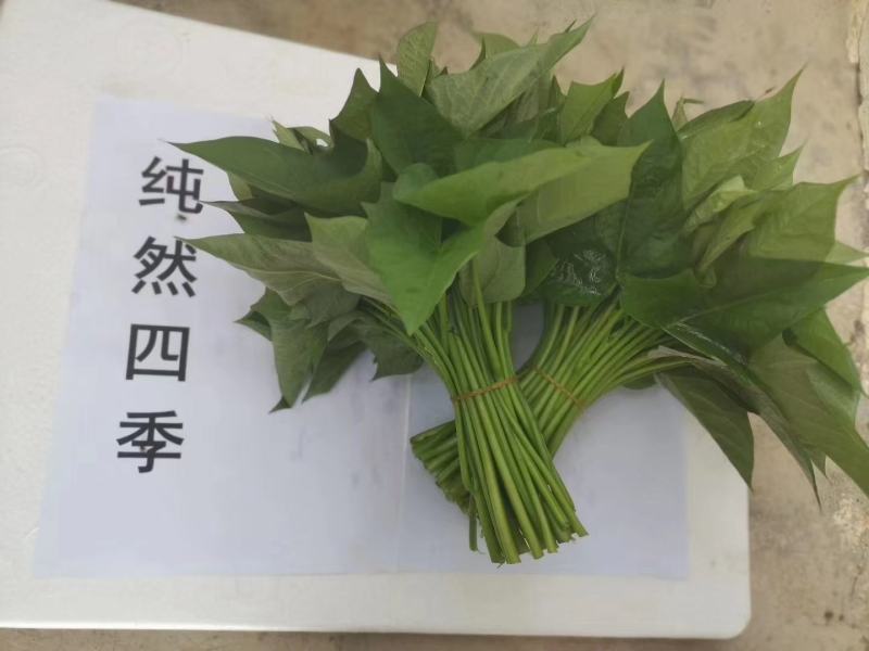 海南红薯叶地瓜叶航空直发常年供应货源稳定