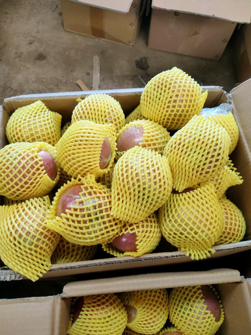 红富士冰糖心苹果大量现货供应，对接电商团购秒杀