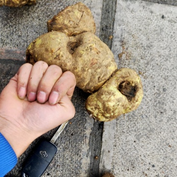 贵州森山老林的野生黄精