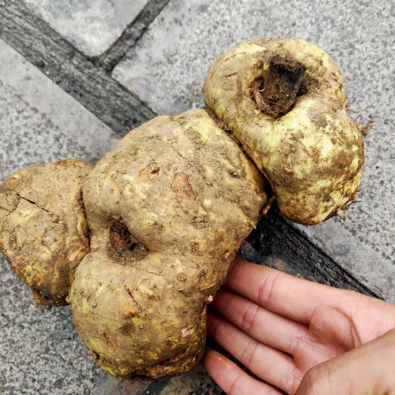 贵州森山老林的野生黄精