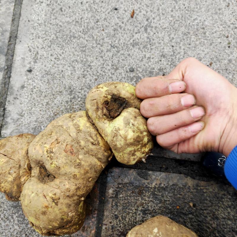 贵州森山老林的野生黄精