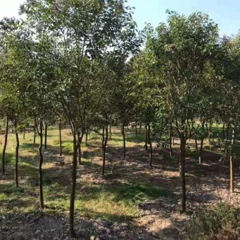 大叶女贞