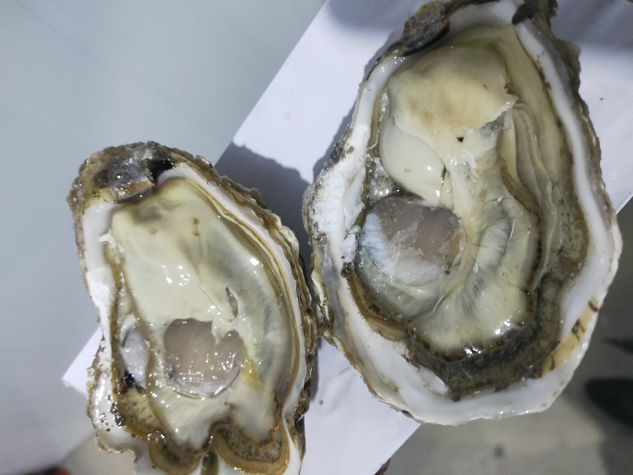 展示海蛎与生蚝的外观对比,帮助读者直观理解两者的区别 海蛎与生蚝对比图