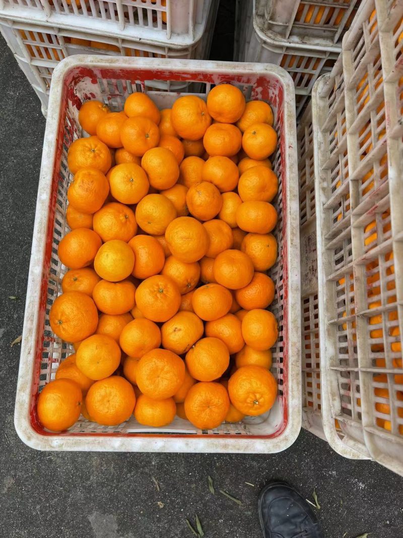 湖北精品椪柑，果园新鲜发货，真实报价诚信交易，欢迎咨询
