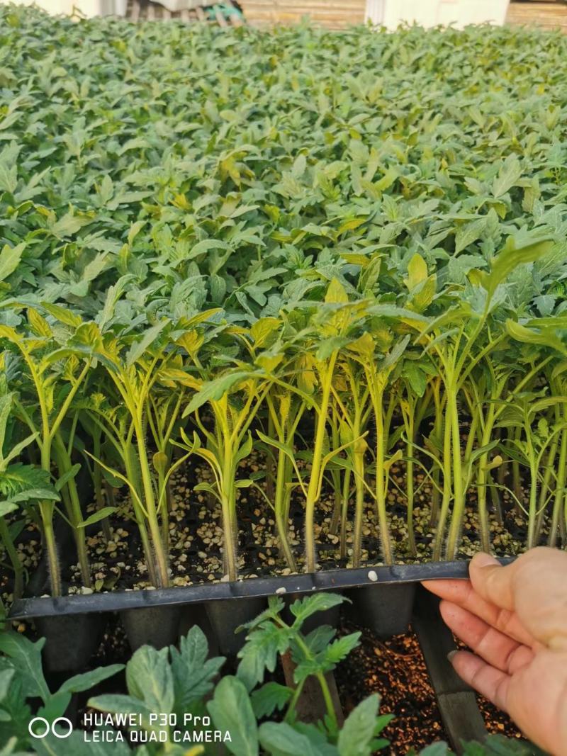 草莓番茄苗青肩大果口感好高产抗病毒
