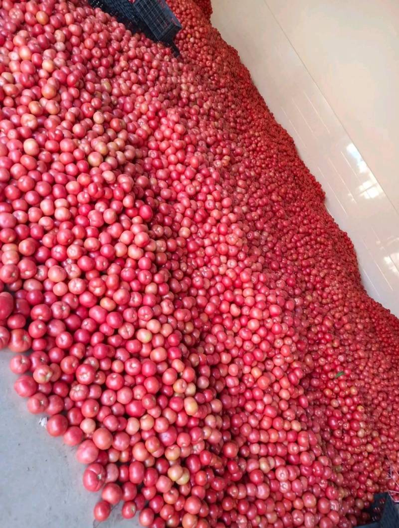 米易县番茄大量上市需要的联系我，品种多多
