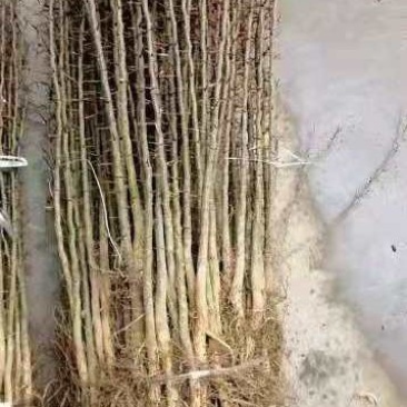 皂角苗