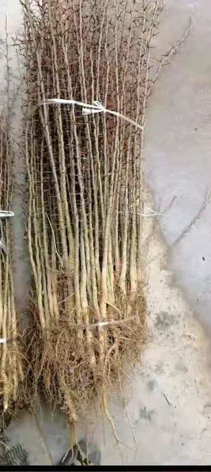 皂角苗