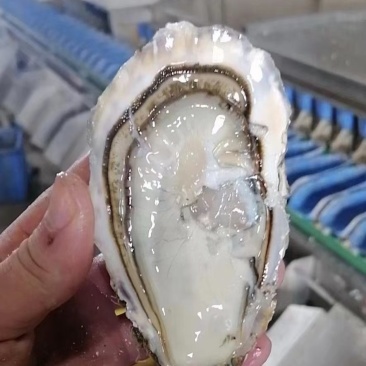 0.2元一只生蚝一口蚝酒店引流爆品