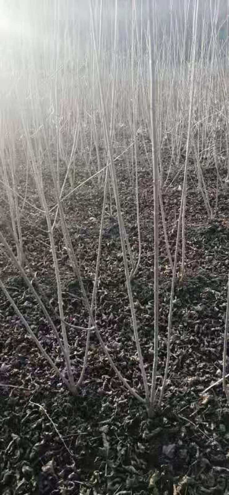 茶条槭