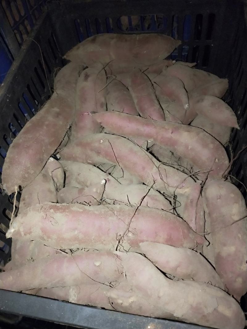 红薯