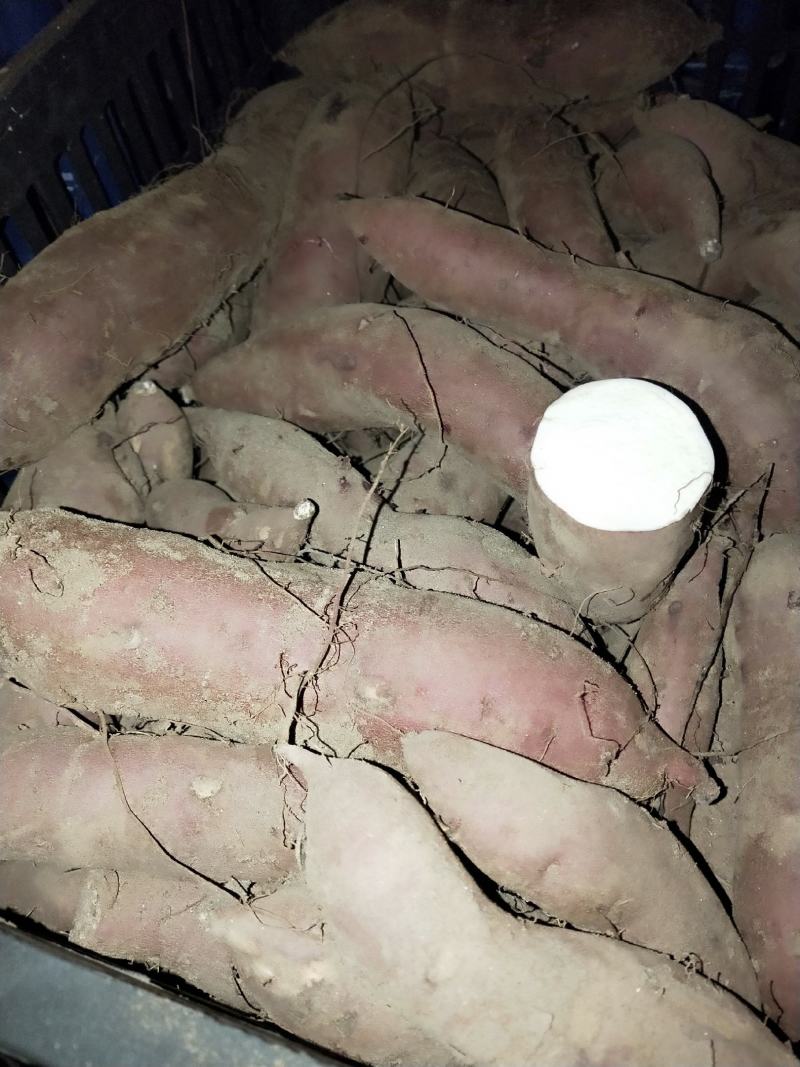 红薯
