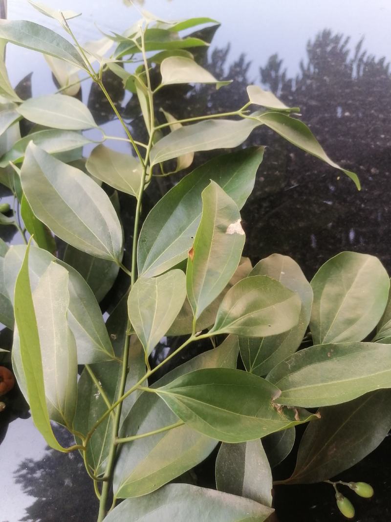 阴香叶玉桂叶