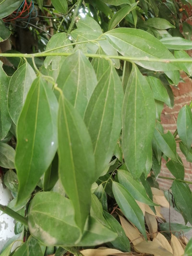 阴香叶玉桂叶