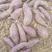 紫薯产地一手货源一件代发微商团购超市市场批发全国发货