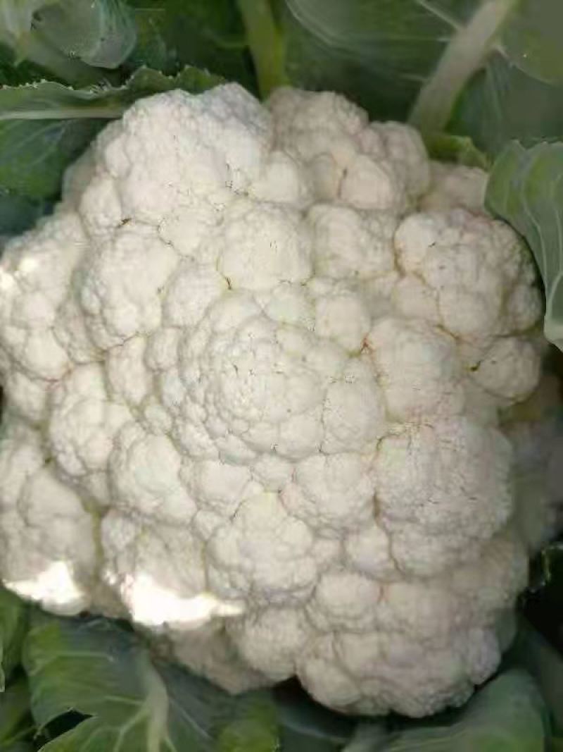 松花菜大量供应、产地直销、质量保证、支持各种包装