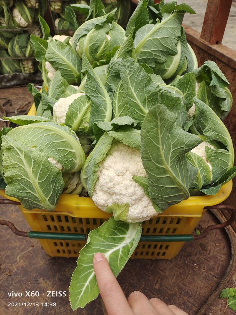 松花菜大量供应、产地直销、质量保证、支持各种包装