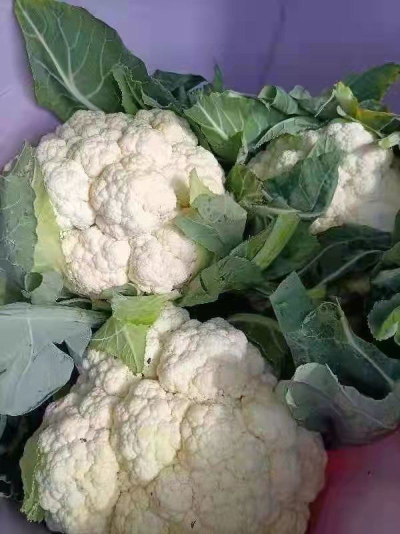松花菜大量供应、产地直销、质量保证、支持各种包装