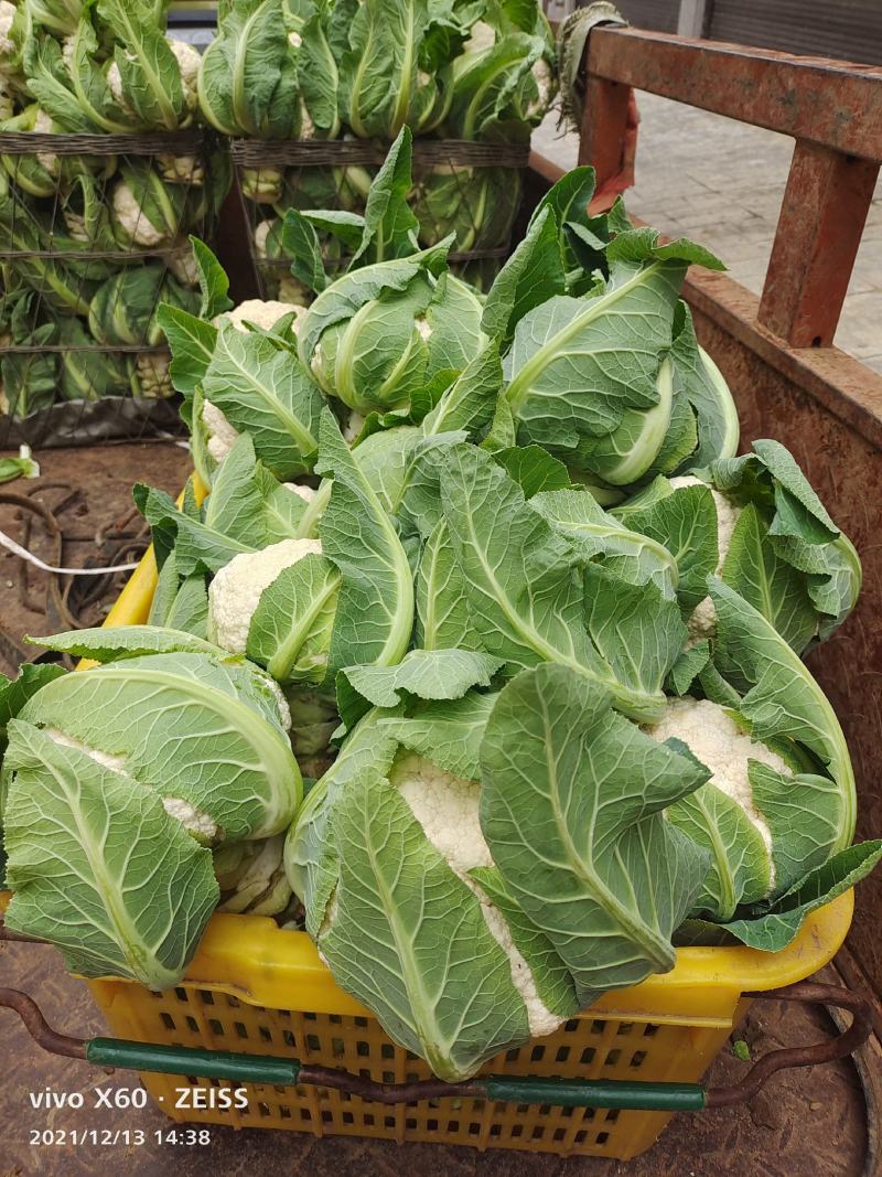 松花菜大量供应、产地直销、质量保证、支持各种包装