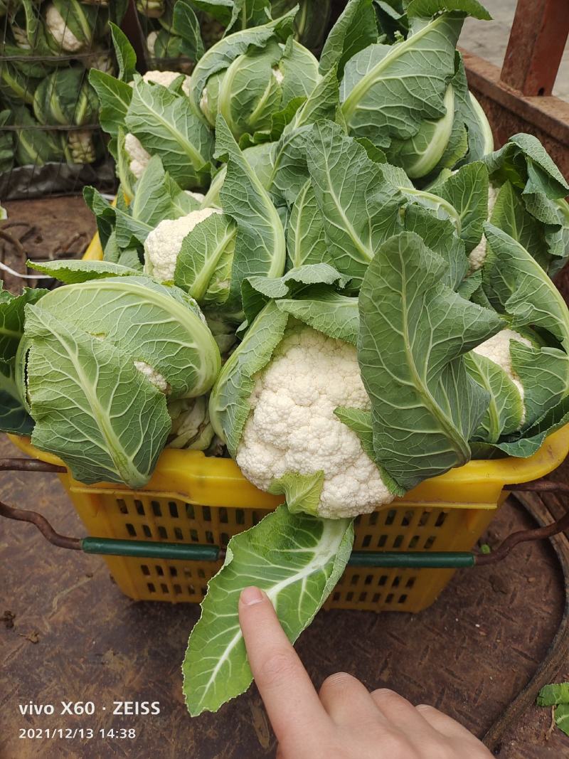 松花菜大量供应、产地直销、质量保证、支持各种包装