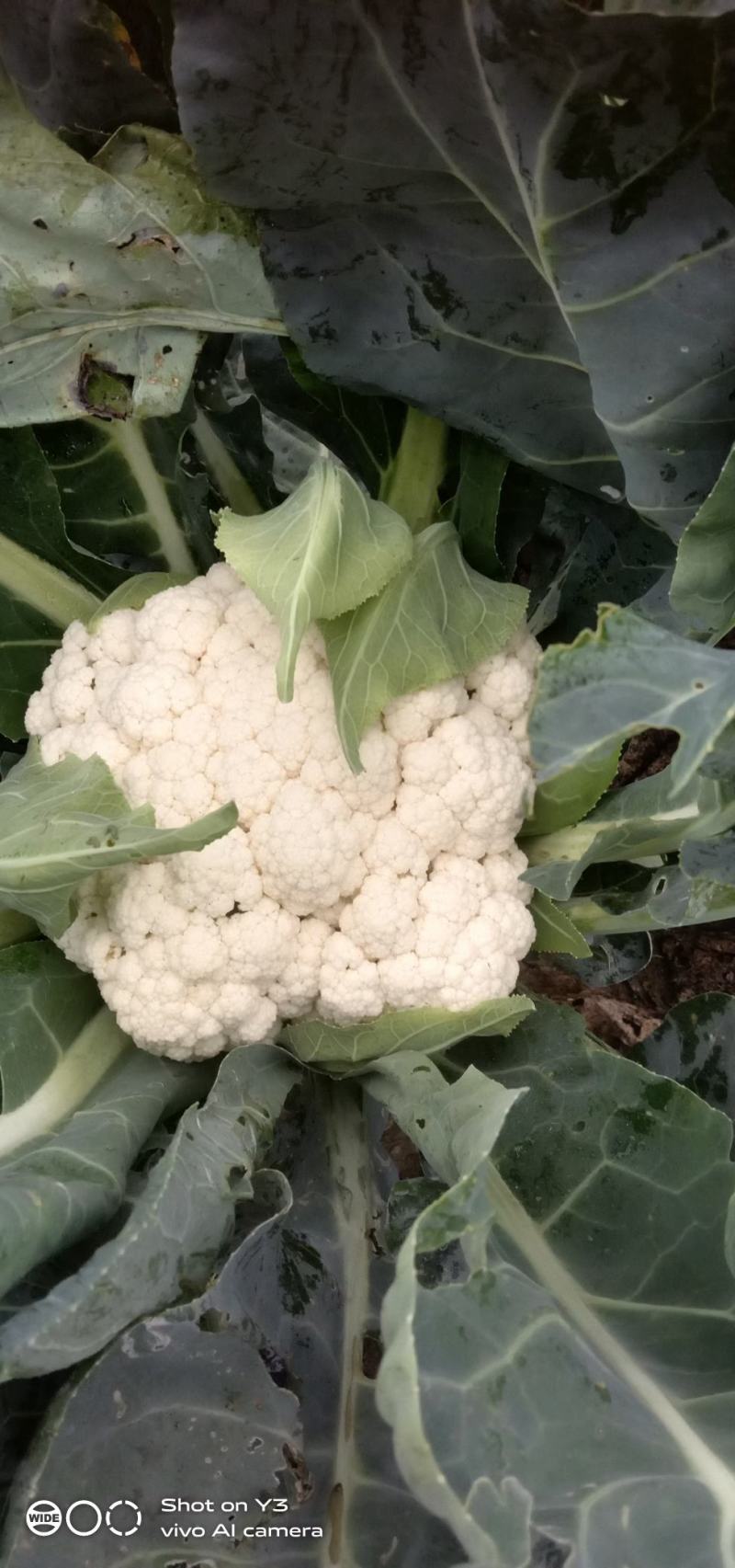 松花菜大量供应、产地直销、质量保证、支持各种包装