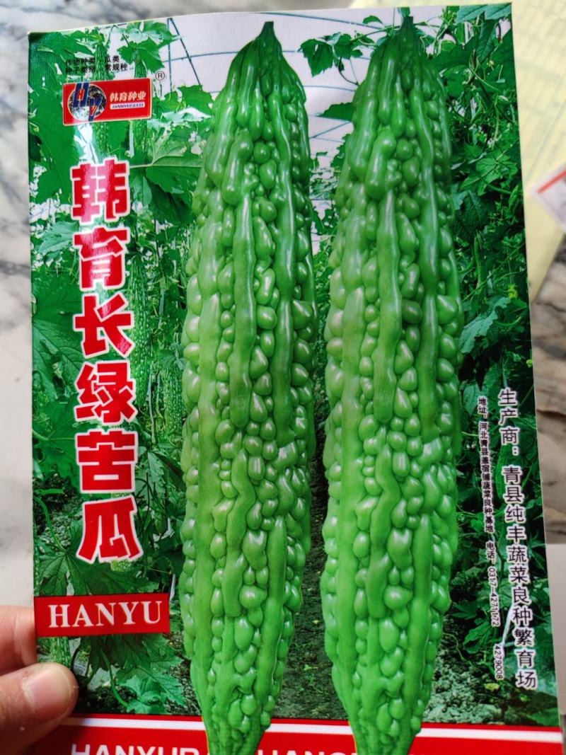 韩育长绿苦瓜种子，果色油绿光滑，单果重2到3斤