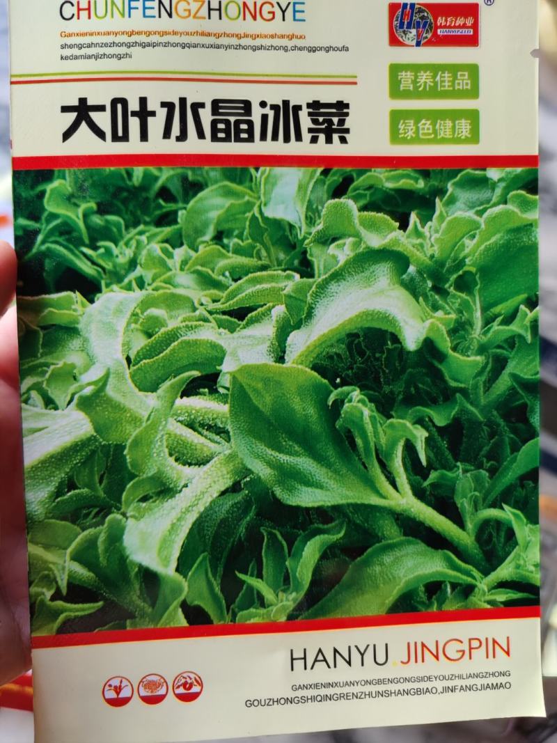 大叶冰菜种子，200粒